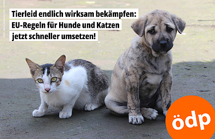 Katze und Hund Katze und Hund